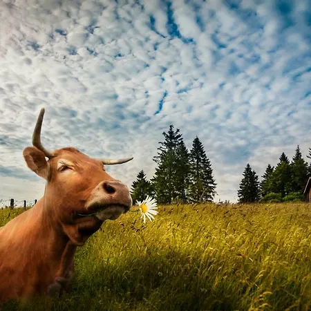 Piste Und Pedale , Deine Bude-dein Abenteuer Winterberg